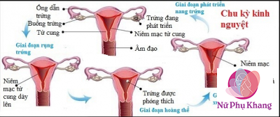 Kiến thức cơ bản về chu kỳ kinh nguyệt cho chị em