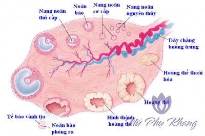 Kiến thức tổng hợp về kinh nguyệt