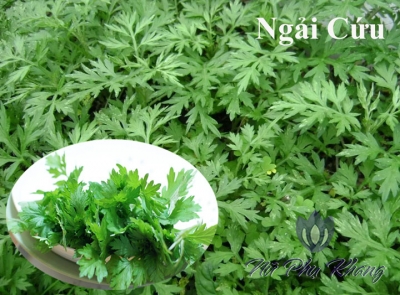 Chữa rối loạn kinh nguyệt bằng ngải cứu