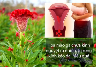 Trị bệnh phụ nữ bằng hoa mào gà