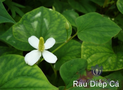 Rau diếp cá trị bệnh phụ nữ