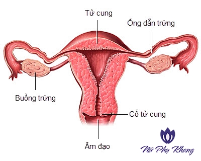 Phát hiện tắc vòi trứng bằng chụp tử cung – vòi trứng và những điều bạn nên biết