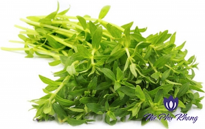 Rau ngò ôm – “cứu tinh” trị huyết trắng cho phụ nữ