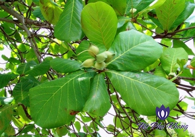 Có nên chữa viêm nhiễm phụ khoa bằng lá bàng?