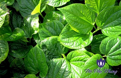 Bất ngờ với phương pháp chữa viêm ngứa âm đạo bằng lá lốt