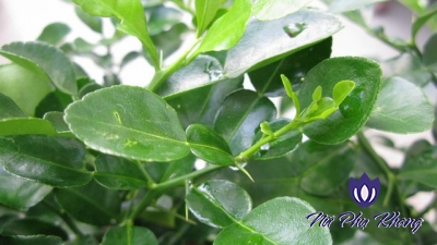 Bí quyết trị viêm ngứa vùng kín bằng lá chanh