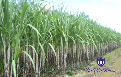Bài thuốc điều trị khí hư bất thường từ cây mía hiệu quả
