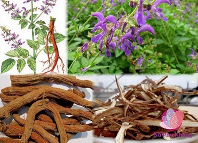 Cách chữa bệnh mất kinh nguyệt với thảo dược Đan Sâm xóa tan nỗi sợ vô sinh 